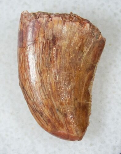 Feeding Worn Theropod Dinosaur Tooth - Morocco #14437